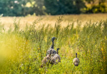 NWTF Alabama commits over $230K for 2024, boosts sew Habitat for the Hatch Initiative