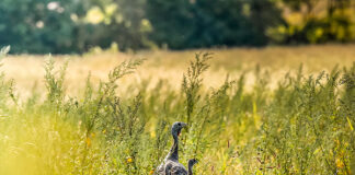 NWTF Alabama commits over $230K for 2024, boosts sew Habitat for the Hatch Initiative