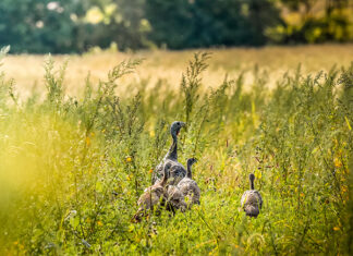 NWTF Alabama commits over $230K for 2024, boosts sew Habitat for the Hatch Initiative