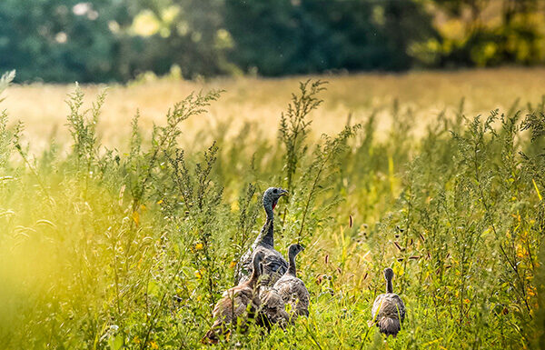 NWTF Alabama commits over $230K for 2024, boosts sew Habitat for the Hatch Initiative