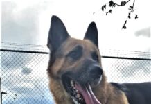 Pet of the week: You got a friend in Woody