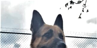 Pet of the week: You got a friend in Woody