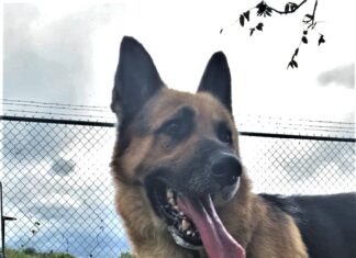 Pet of the week: You got a friend in Woody