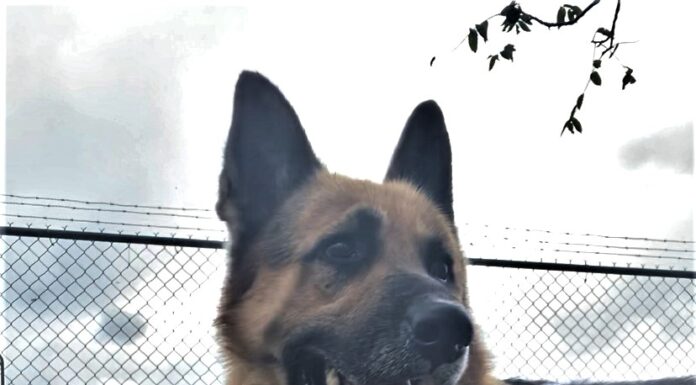 Pet of the week: You got a friend in Woody