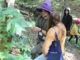 133 fungal collections made at AMS 2nd annual Mushroom Faire