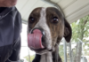 Pet of the week: Grady