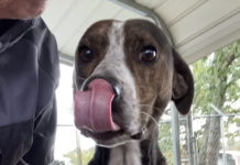 Pet of the week: Grady