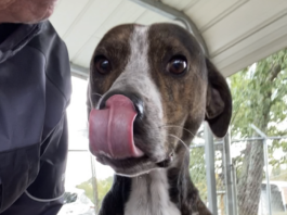 Pet of the week: Grady