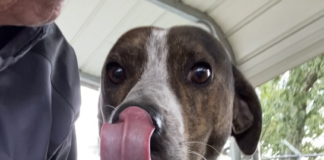 Pet of the week: Grady