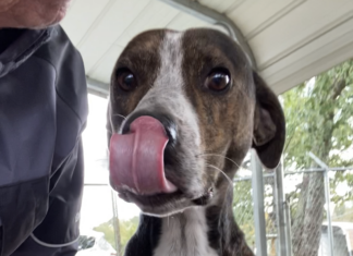 Pet of the week: Grady