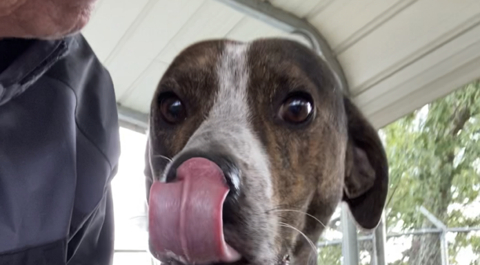 Pet of the week: Grady