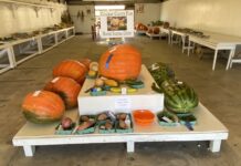 James and the giant…pumpkin?