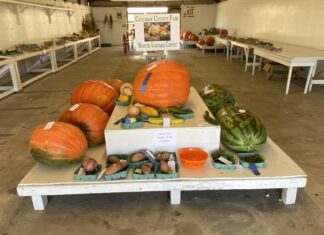 James and the giant…pumpkin?