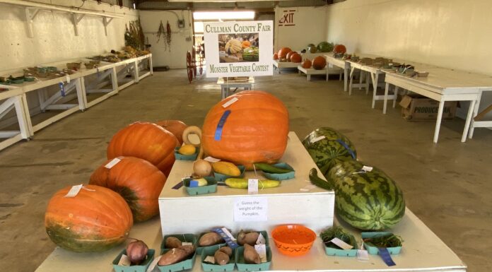 James and the giant…pumpkin?