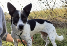 Pet of the week: LuLu Bean is looking for love