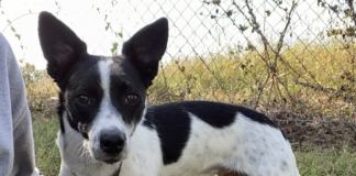 Pet of the week: LuLu Bean is looking for love