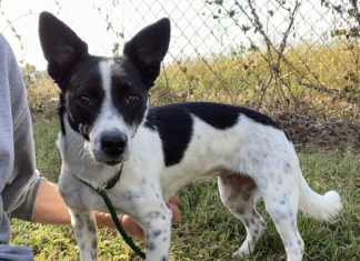 Pet of the week: LuLu Bean is looking for love