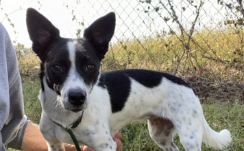 Pet of the week: LuLu Bean is looking for love