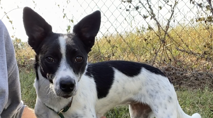 Pet of the week: LuLu Bean is looking for love