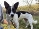 Pet of the week: LuLu Bean is looking for love