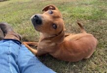 Pet of the week: Davey