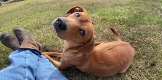 Pet of the week: Davey