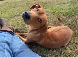 Pet of the week: Davey