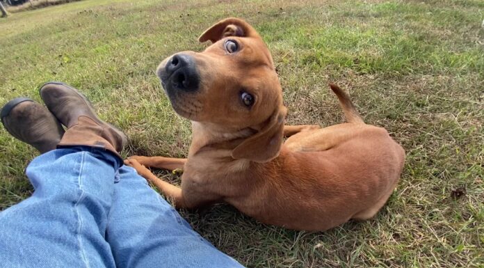 Pet of the week: Davey