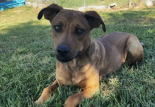 Pet of the week: Boone