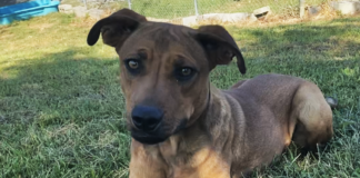 Pet of the week: Boone