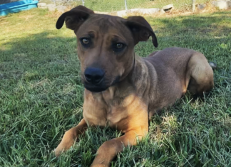 Pet of the week: Boone