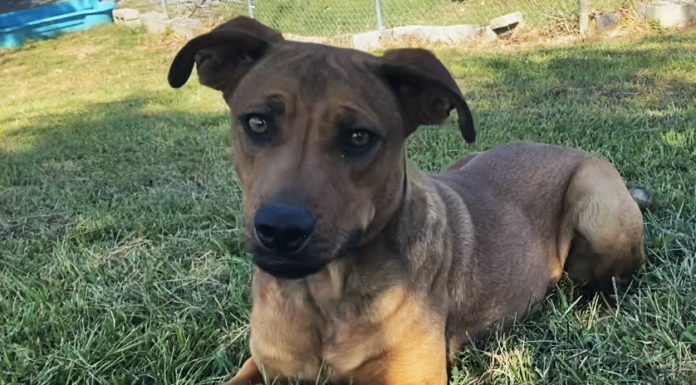 Pet of the week: Boone