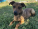 Pet of the week: Boone