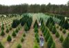 ACES: Amid industry, environmental struggles Christmas tree prices remain relatively steady