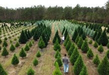 ACES: Amid industry, environmental struggles Christmas tree prices remain relatively steady