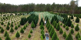 ACES: Amid industry, environmental struggles Christmas tree prices remain relatively steady