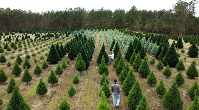 ACES: Amid industry, environmental struggles Christmas tree prices remain relatively steady