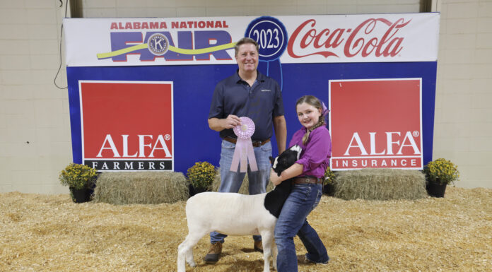 Cullman County’s Ryleigh Jordan places in Alabama National Fair Youth Sheep Show