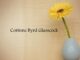 Obituary: Corinne Byrd Glasscock