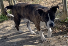 Pet of the week: Share some turkey with Kirby