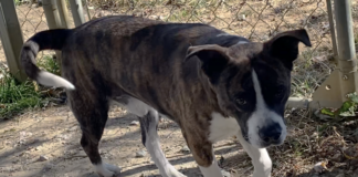 Pet of the week: Share some turkey with Kirby