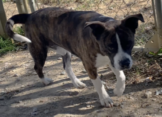 Pet of the week: Share some turkey with Kirby