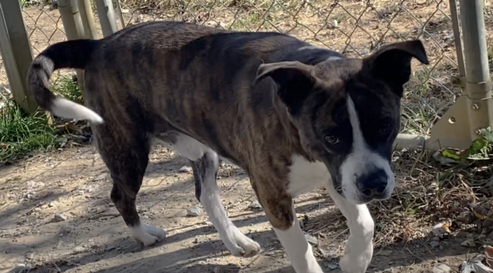 Pet of the week: Share some turkey with Kirby