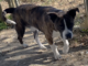 Pet of the week: Share some turkey with Kirby
