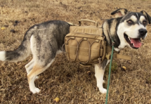 Pet of the week: Adventure with Emma