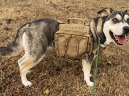 Pet of the week: Adventure with Emma