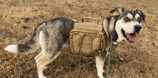 Pet of the week: Adventure with Emma