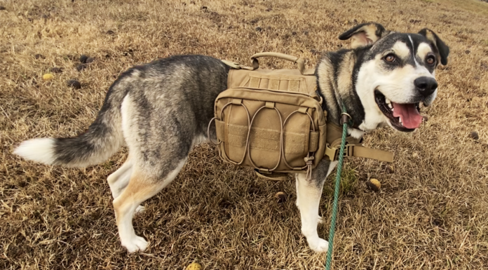 Pet of the week: Adventure with Emma