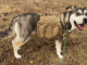 Pet of the week: Adventure with Emma
