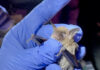 ADCNR: Celebration of bats continues at Wildlife and Freshwater Fisheries